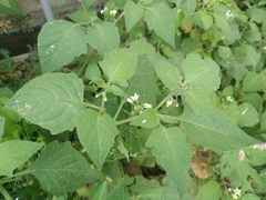 Solanum nigrum
