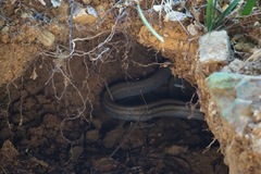 Coelognathus radiatus
