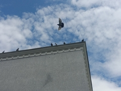 Columba livia domestica