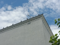 Columba livia domestica
