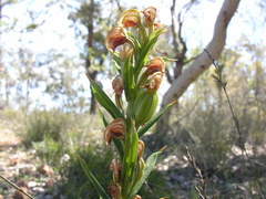 Pterostylis vittata