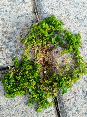 Polycarpon tetraphyllum