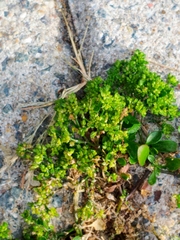 Polycarpon tetraphyllum