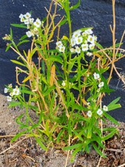 Lobularia maritima