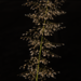 Eragrostis viscosa - Photo (c) Mark David, osa oikeuksista pidätetään (CC BY-NC), lähettänyt Mark David