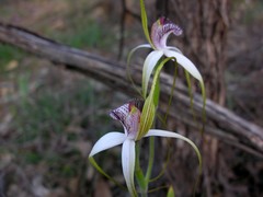 Caladenia longicauda eminens