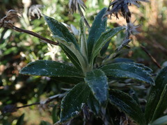Macrolearia semidentata