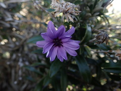 Macrolearia semidentata
