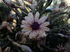 Macrolearia semidentata