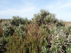 Macrolearia semidentata