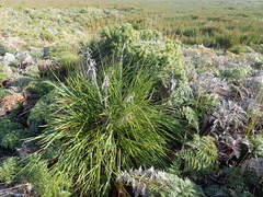 Aciphylla traversii