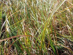 Carex chathamica