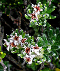 Phylica lanata