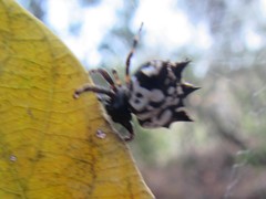 Gasteracantha sacerdotalis