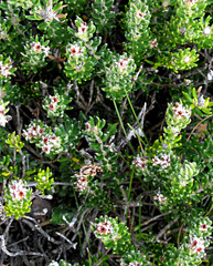 Phylica lanata