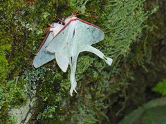 Actias neidhoeferi