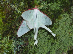 Actias neidhoeferi