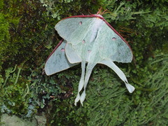 Actias neidhoeferi