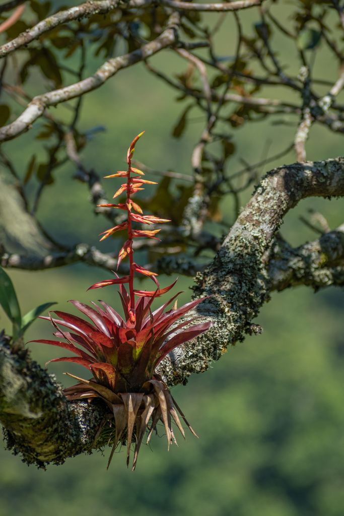 Tillandsia Cyanea