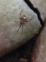 Parasteatoda