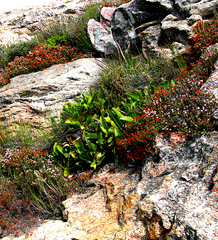 Protea pruinosa