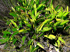 Protea pruinosa