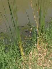 Trachemys scripta elegans