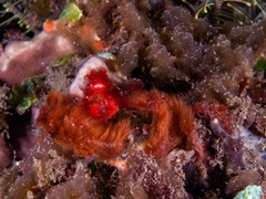 Achaeus japonicus