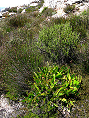 Protea pruinosa