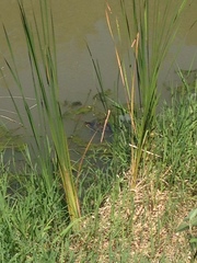 Trachemys scripta elegans