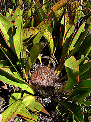 Protea pruinosa