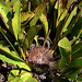 Protea pruinosa - Photo (c) YvettevW, algunos derechos reservados (CC BY-NC), subido por YvettevW