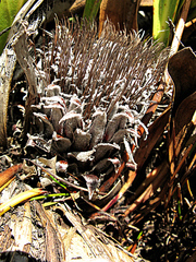 Protea pruinosa