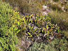 Protea pruinosa
