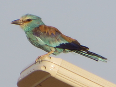 Coracias abyssinicus