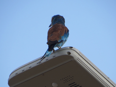 Coracias abyssinicus