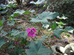 Malva assurgentiflora