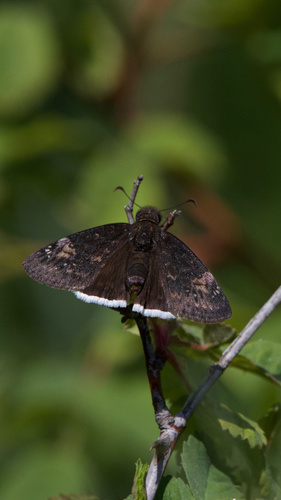 iNaturalist observation photo of Funereal Duskywing