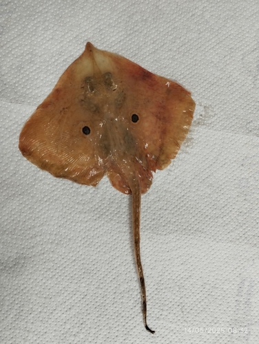 Brown ray (Raja miraletus) — Rajidae