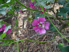 Malva assurgentiflora