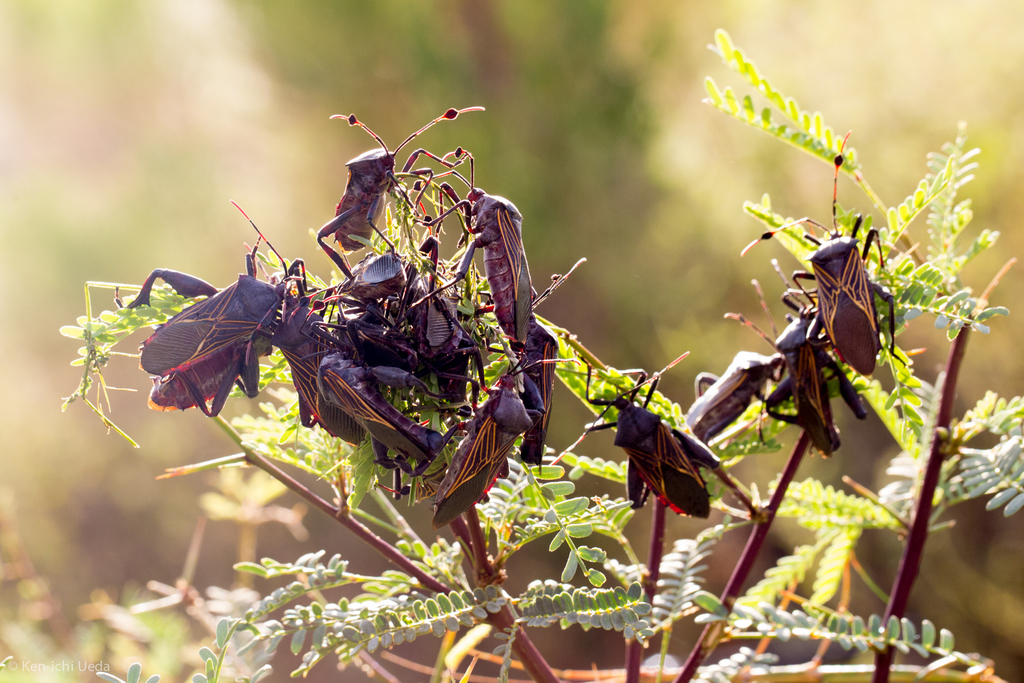 Giant Mesquite Bug
