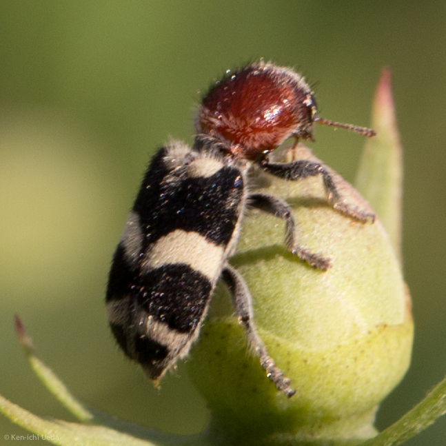 Enoclerus laetus