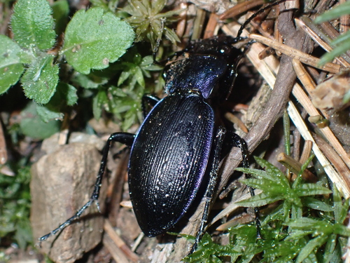 Rough Violet Ground Beetle