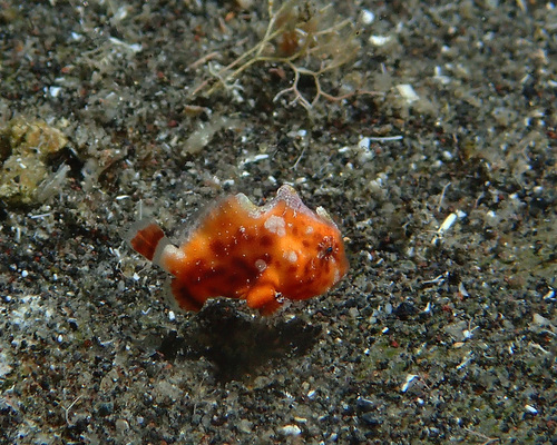 Tuberculated frogfish (Antennatus tuberosus) — Antennariidae — 4