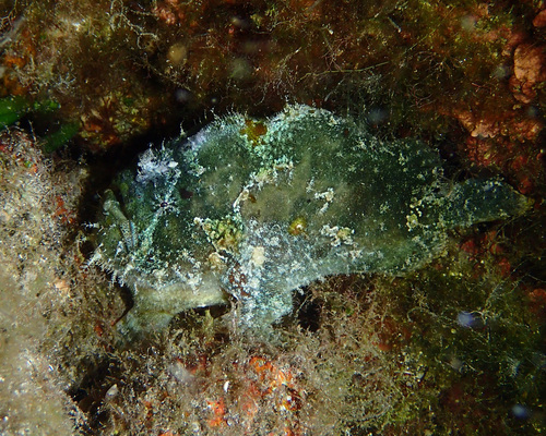 Antennatus nummifer observed 2024-12-07