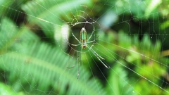 Leucauge celebesiana