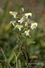 Pedicularis lapponica