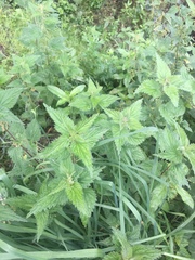 Urtica dioica dioica