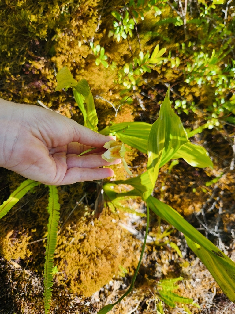 Coelogyne lycastoides F.Muell. & Kraenzl. 2