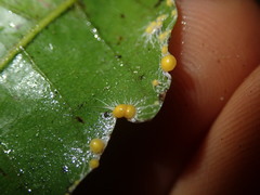 Coenogonium fallaciosum
